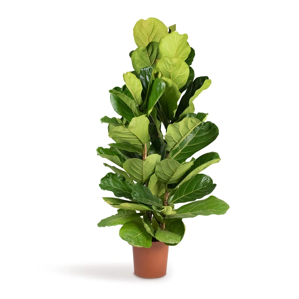 Ficus Lyrata - Fiddle Leaf Fig 20 Ficus Lyrata - Fiddle Leaf Fig - Image 18