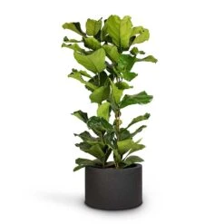 Ficus Lyrata - Fiddle Leaf Fig 25 Ficus Lyrata - Fiddle Leaf Fig -Plant Promotion Store Ficus lyrata Fiddle Leaf Fig 30x130cm Grigio Cylinder Planter Anthracite Concrete 48x32cm 9105efad e8d5 4229 8931 2aae5d9d96cd