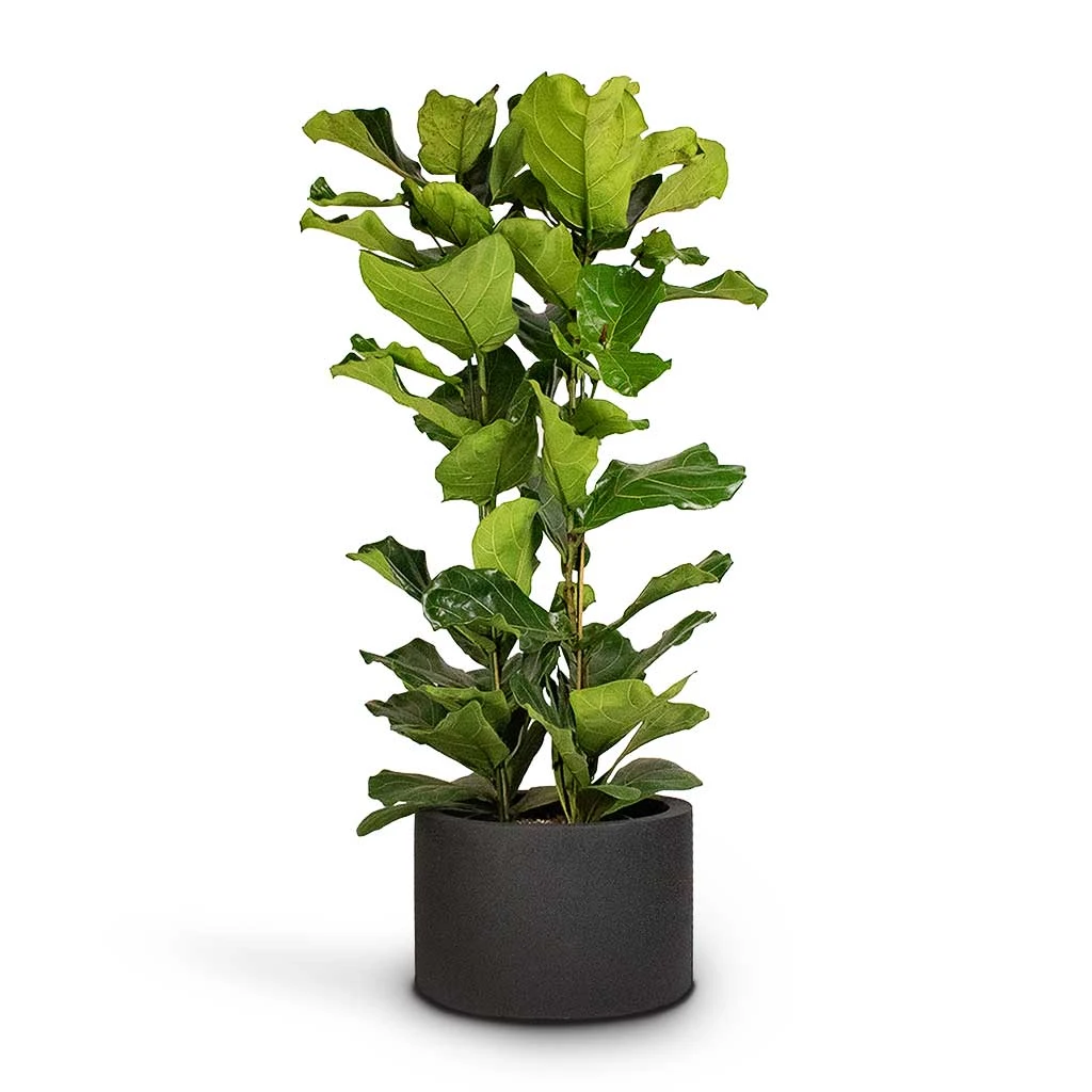 Ficus Lyrata - Fiddle Leaf Fig 6 Ficus Lyrata - Fiddle Leaf Fig - Image 4
