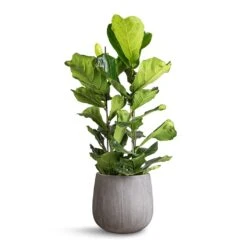Ficus Lyrata - Fiddle Leaf Fig 32 Ficus Lyrata - Fiddle Leaf Fig -Plant Promotion Store Ficus lyrata Fiddle Leaf Fig 30x130cm 2 stems Pax Planter Ridged Dark Grey 40x36cm 12c61716 3bcb 4654 bd74 7ea948864e2d