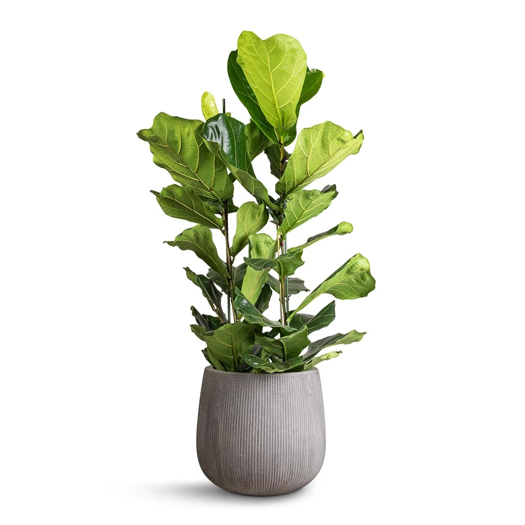 Ficus Lyrata - Fiddle Leaf Fig 13 Ficus Lyrata - Fiddle Leaf Fig - Image 11