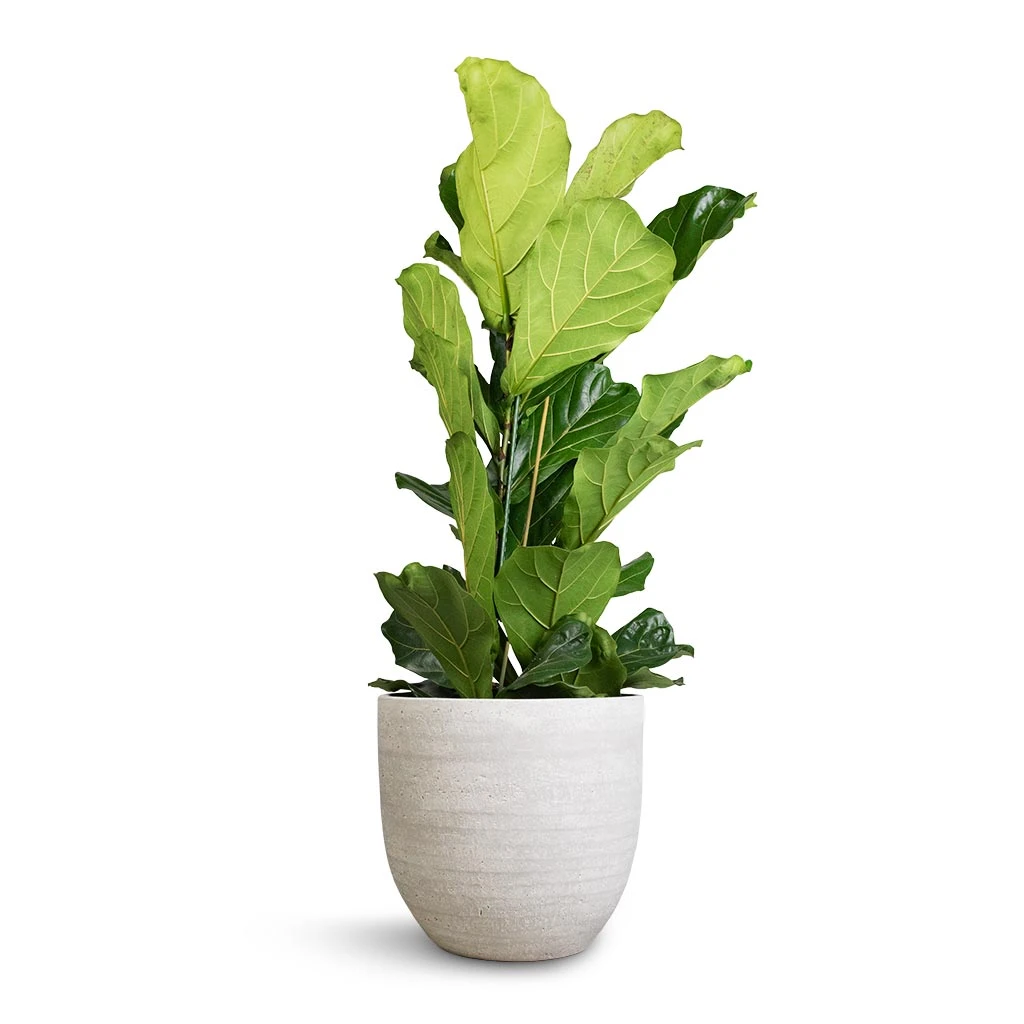 Ficus Lyrata - Fiddle Leaf Fig 16 Ficus Lyrata - Fiddle Leaf Fig - Image 14