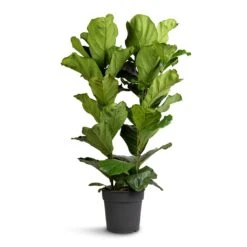 Ficus Lyrata - Fiddle Leaf Fig 30 Ficus Lyrata - Fiddle Leaf Fig -Plant Promotion Store Ficus lyrata Fiddle Leaf Fig 30x140cm 2 stems