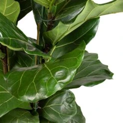 Ficus Lyrata - Fiddle Leaf Fig 34 Ficus Lyrata - Fiddle Leaf Fig -Plant Promotion Store Ficus lyrata Fiddle Leaf Fig 30x140cm 2 stems 3