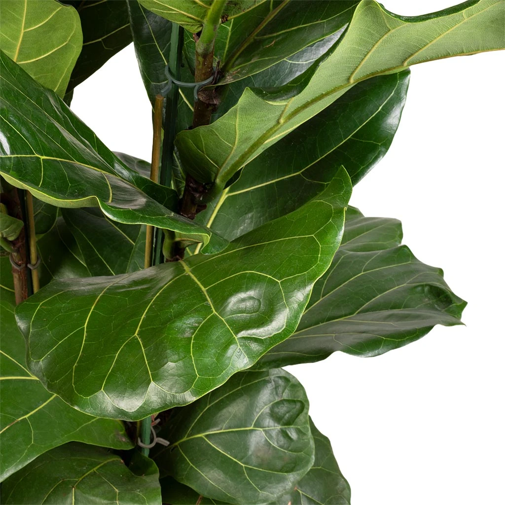 Ficus Lyrata - Fiddle Leaf Fig 15 Ficus Lyrata - Fiddle Leaf Fig - Image 13