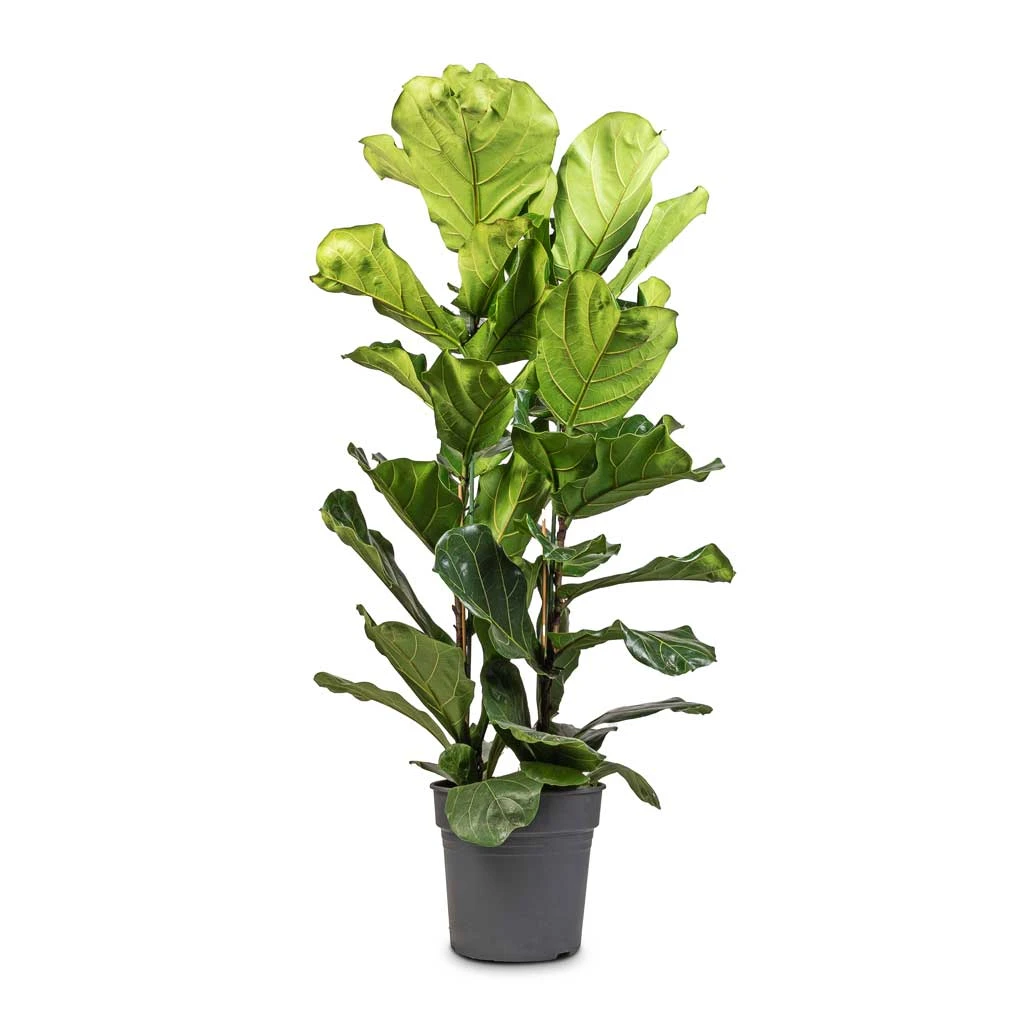 Ficus Lyrata - Fiddle Leaf Fig 14 Ficus Lyrata - Fiddle Leaf Fig - Image 12