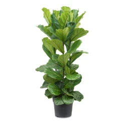 Ficus Lyrata - Fiddle Leaf Fig 41 Ficus Lyrata - Fiddle Leaf Fig -Plant Promotion Store Ficus lyrata Fiddle Leaf Fig 34x130cm 3 stems