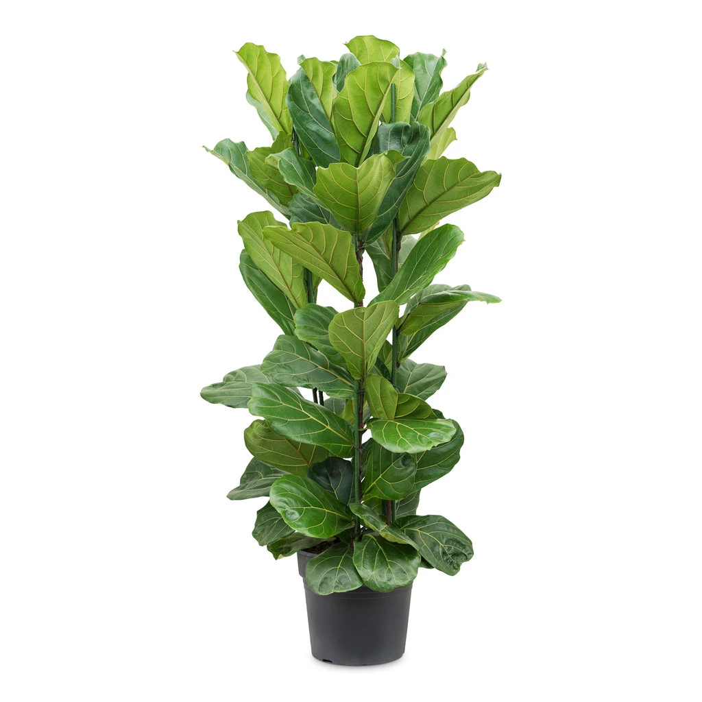 Ficus Lyrata - Fiddle Leaf Fig 22 Ficus Lyrata - Fiddle Leaf Fig - Image 20