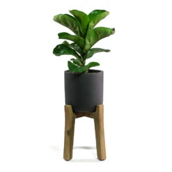 Charlie Plant Pot - Tall Stand - Black Washed -Plant Promotion Store Ficus lyrata Fiddle Leaf Fig Charlie Plant Pot Tall Stand Black Washed