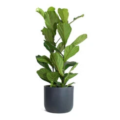 Ficus Lyrata - Fiddle Leaf Fig 40 Ficus Lyrata - Fiddle Leaf Fig -Plant Promotion Store Ficus lyrata Fiddle Leaf Fig Ease Cylinder Planter Anthracite