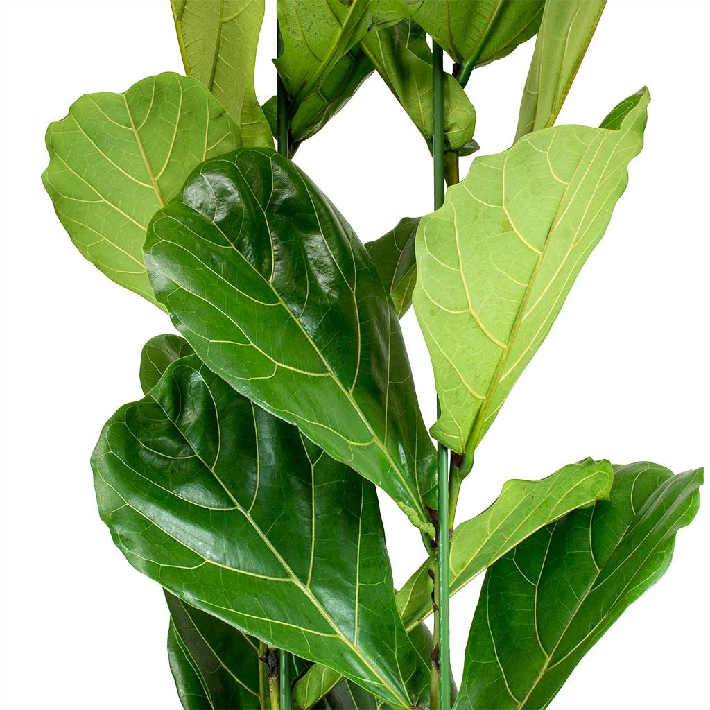 Ficus Lyrata - Fiddle Leaf Fig 12 Ficus Lyrata - Fiddle Leaf Fig - Image 10