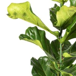 Ficus Lyrata - Fiddle Leaf Fig 27 Ficus Lyrata - Fiddle Leaf Fig -Plant Promotion Store Ficus lyrata Fiddle Leaf Fig SWTACH 2