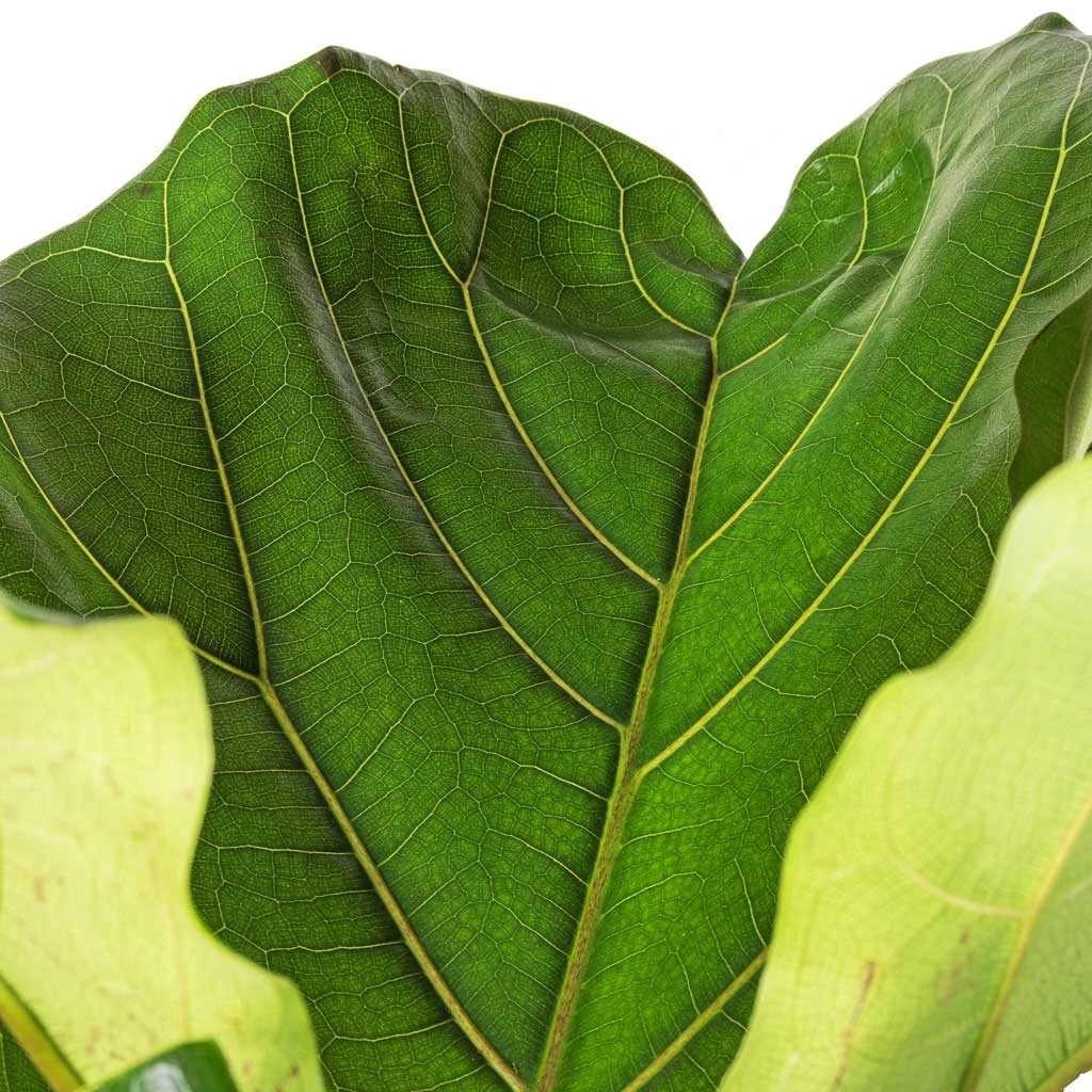 Ficus Lyrata - Fiddle Leaf Fig 7 Ficus Lyrata - Fiddle Leaf Fig - Image 5