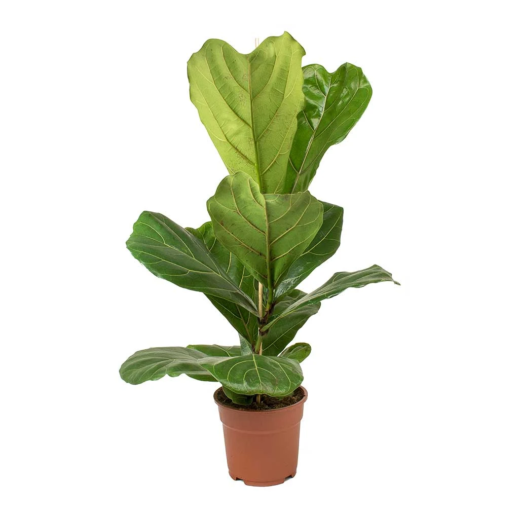 Ficus Lyrata - Fiddle Leaf Fig 5 Ficus Lyrata - Fiddle Leaf Fig - Image 3