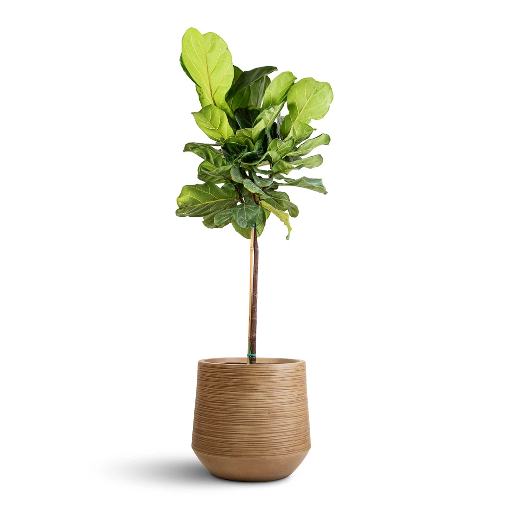 Ficus Lyrata - Fiddle Leaf Fig - Straight Stem 6 Ficus Lyrata - Fiddle Leaf Fig - Straight Stem - Image 4