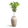 Ficus Lyrata - Fiddle Leaf Fig - Straight Stem 2 Ficus Lyrata - Fiddle Leaf Fig - Straight Stem -Plant Promotion Store Ficus lyrata Fiddle Leaf Fig Straight Stem 30x150cm Hera Mediterranean Planter Chalk White 51x74cm