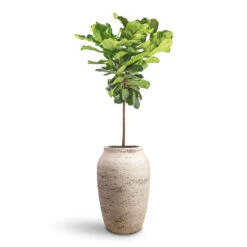 Ficus Lyrata - Fiddle Leaf Fig - Straight Stem