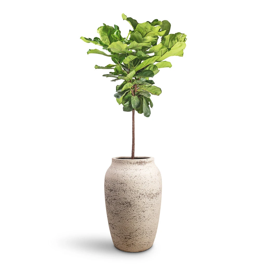 Ficus Lyrata - Fiddle Leaf Fig - Straight Stem 3 Ficus Lyrata - Fiddle Leaf Fig - Straight Stem