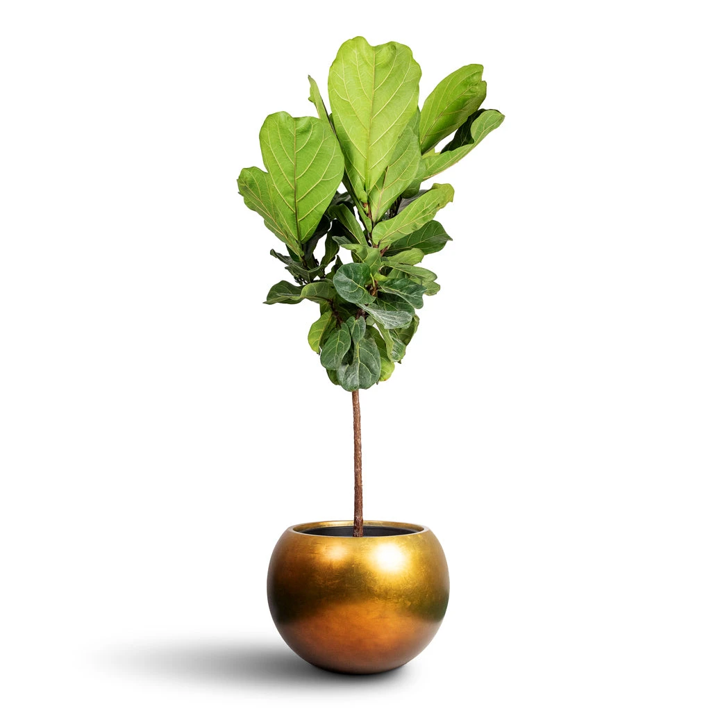 Metallic Globe Plant Pot - Matt Honey 4 Metallic Globe Plant Pot - Matt Honey - Image 2