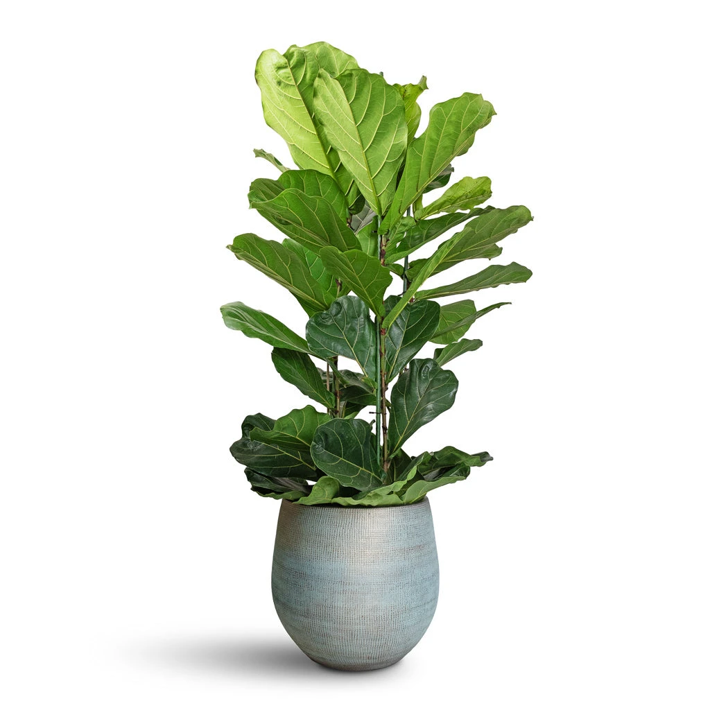 Ficus Lyrata - Fiddle Leaf Fig 4 Ficus Lyrata - Fiddle Leaf Fig - Image 2