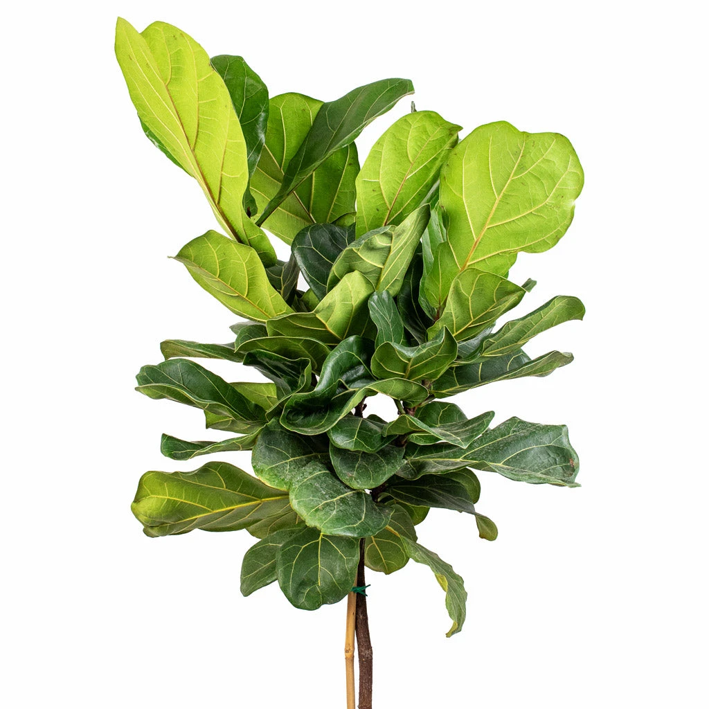 Ficus Lyrata - Fiddle Leaf Fig - Straight Stem 4 Ficus Lyrata - Fiddle Leaf Fig - Straight Stem - Image 2