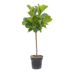Ficus Lyrata - Fiddle Leaf Fig - Straight Stem 15 Ficus Lyrata - Fiddle Leaf Fig - Straight Stem -Plant Promotion Store Ficus lyrata Fiddle Leaf Fig Straight Stem ec34605d c612 468d 84c0 3693bfc1d201