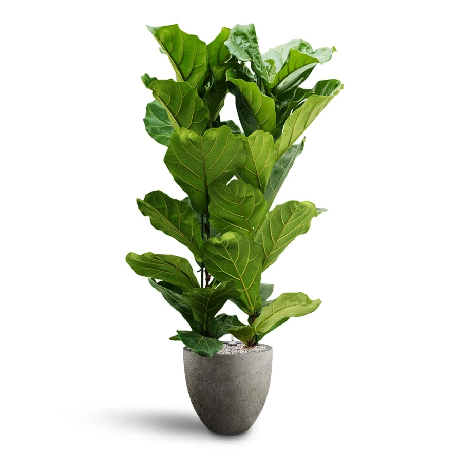 Ficus Lyrata - HydroCare 10 Ficus Lyrata - HydroCare - Image 8