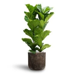 Luxe Lite Waterfall Cylinder Planter - Bronze -Plant Promotion Store Ficus lyrata Hydroculture 2 stems Luxe Lite Waterfall Cylinder Planter Bronze 40 x 38cm 8effff35 f782 401c 9158 c06d2ac77648