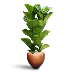 Ficus Lyrata - HydroCare 17 Ficus Lyrata - HydroCare -Plant Promotion Store Ficus lyrata Hydroculture 2 stems Metallic Couple Plant Pot Matt Copper 50 x 45cm