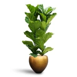 Ficus Lyrata - HydroCare 15 Ficus Lyrata - HydroCare -Plant Promotion Store Ficus lyrata Hydroculture 2 stems Metallic Couple Plant Pot Matt Honey 50 x 45cm