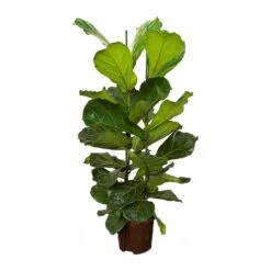 Ficus Lyrata - HydroCare 18 Ficus Lyrata - HydroCare -Plant Promotion Store Ficus lyrata Hydroculture Indoor Plant 2Stems