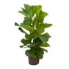 Ficus Lyrata - HydroCare 1 Ficus Lyrata - HydroCare -Plant Promotion Store Ficus lyrata Hydroculture Indoor Plant 3Stems