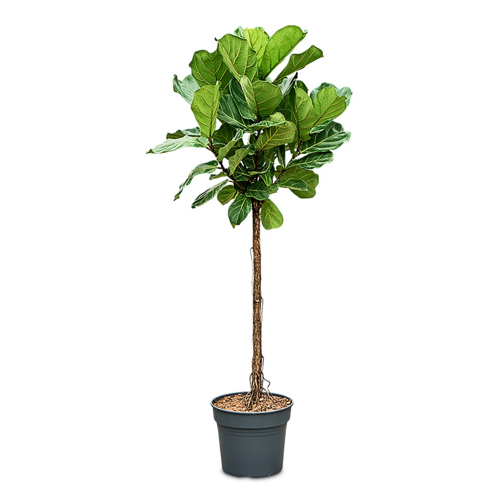 Ficus Lyrata - Fiddle Leaf Fig - Straight Stem 9 Ficus Lyrata - Fiddle Leaf Fig - Straight Stem - Image 7