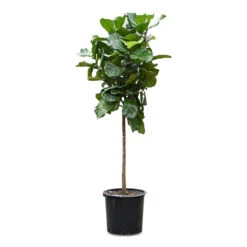 Ficus Lyrata - Fiddle Leaf Fig - Straight Stem 18 Ficus Lyrata - Fiddle Leaf Fig - Straight Stem -Plant Promotion Store Ficus lyrata Straight Stem 45x200cm