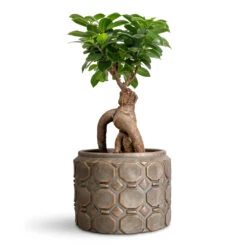 Ficus Ginseng - Indian Laurel 27 Ficus Ginseng - Indian Laurel -Plant Promotion Store Ficus microcarpa Ginseng 15x35cm Jurre Pot Rose Rust 19x14cm
