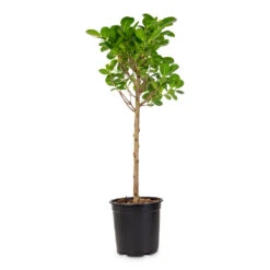 Ficus Moclame - Indian Laurel - Straight Stem -Plant Promotion Store Ficus microcarpa Moclame Straight Stem 19x80cm