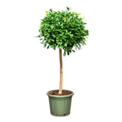 Ficus Moclame - Indian Laurel - Straight Stem -Plant Promotion Store Ficus microcarpa Moclame Straight Stem 38x165cm