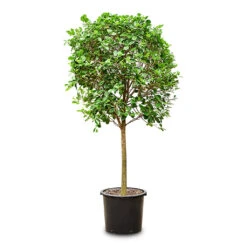Ficus Moclame - Indian Laurel - Straight Stem -Plant Promotion Store Ficus microcarpa Moclame Straight Stem 45x200cm