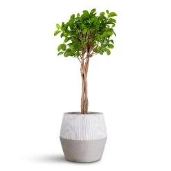 Ficus Moclame - Indian Laurel - Twisted Stem -Plant Promotion Store Ficus microcarpa Moclame Twisted Stem 2 3x100cm Harley Ridged Pot White Stripe 34x32cm