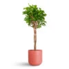 Ficus Moclame - Indian Laurel - Twisted Stem -Plant Promotion Store Ficus microcarpa Moclame Twisted Stem 23x100cm Lisbon Pot Blush Rose 26x26cm