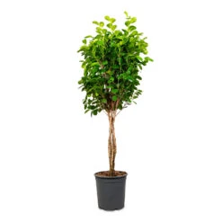 Ficus Moclame - Indian Laurel - Twisted Stem -Plant Promotion Store Ficus microcarpa Moclame Twisted Stem 27x140cm