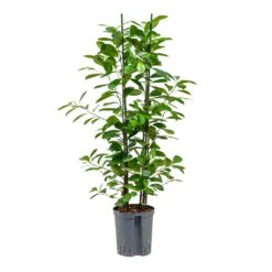 Ficus Moclame - HydroCare 16 Ficus Moclame - HydroCare -Plant Promotion Store Ficus moclame Hydroculture 18 19x100cm 2stems