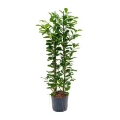 Ficus Moclame - HydroCare 19 Ficus Moclame - HydroCare -Plant Promotion Store Ficus moclame Hydroculture 22 19x110cm 2stems
