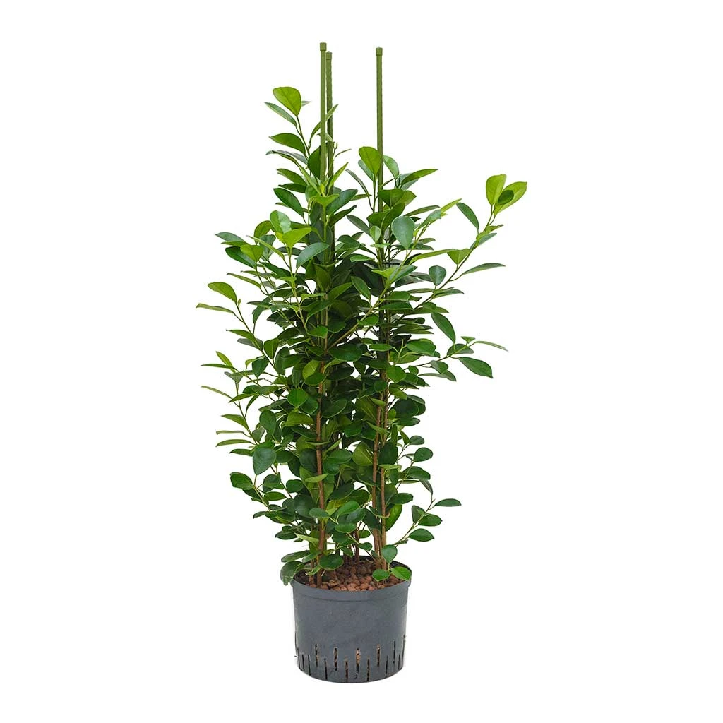 Ficus Moclame - HydroCare 3 Ficus Moclame - HydroCare