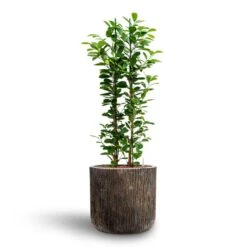 Luxe Lite Waterfall Cylinder Planter - Bronze -Plant Promotion Store Ficus moclame Hydroculture Luxe Lite Waterfall Cylinder Planter Bronze 280b81f6 8f12 47a7 a6c7 d762651a2c2b