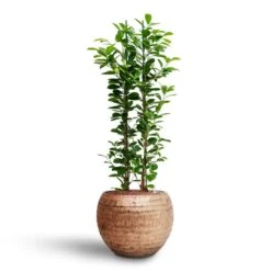 Ficus Moclame - HydroCare 17 Ficus Moclame - HydroCare -Plant Promotion Store Ficus moclame Hydroculture Opus Hammered Globe Planter Gold