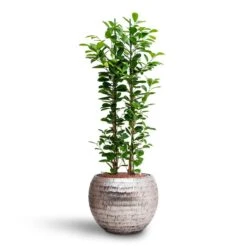 Opus Hammered Globe Planter - Silver 28 Opus Hammered Globe Planter - Silver -Plant Promotion Store Ficus moclame Hydroculture Opus Hammered Globe Planter Silver c567dec8 c1d0 42bb 806b 0ce67c7b837a