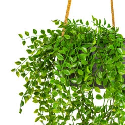 Eileen Hanging Plant Bowl - Black Washed -Plant Promotion Store Ficus pumila Hanging Bush UV Resistant Artificial 80cm Eileen Hanging Bowl Black Washed 29x11cm 2