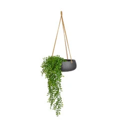 Eileen Hanging Plant Bowl - Black Washed -Plant Promotion Store Ficus pumila Hanging Bush UV Resistant Artificial 80cm Eileen Hanging Bowl Black Washed 29x11cm