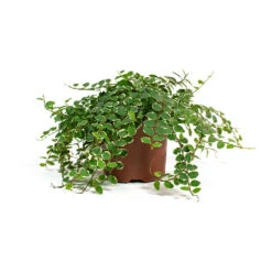 Ficus Pumila White Sunny - Creeping Fig -Plant Promotion Store Ficus pumila White Sunny Creeping Fig 11cm
